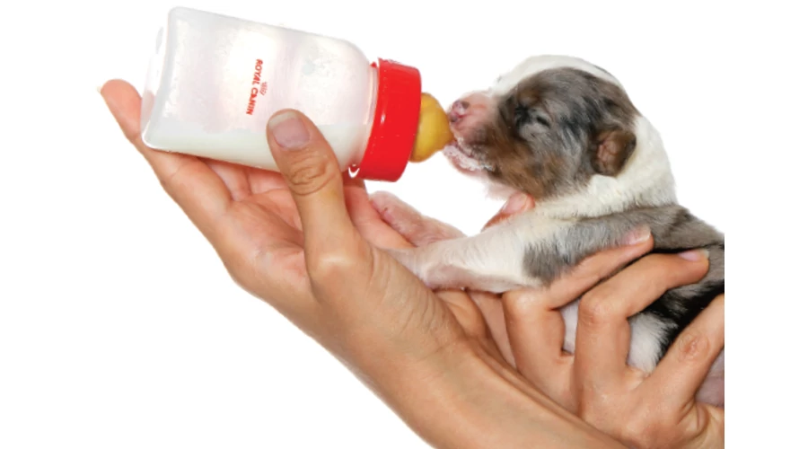 Royal Canin Puppy Protech ÚJ tejpótló tápszer - KISTESTŰNEK